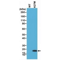 Invitrogen H3.3 K27M oncohistone mutant Recombinant Rabbit Monoclonal Antibody