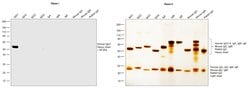 Invitrogen™ Rabbit anti-Human IgG1 Recombinant Secondary Antibody, Biotin