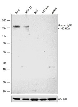 Invitrogen Rabbit anti-Human IgG1 Recombinant Secondary Antibody, Biotin
