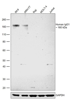 Invitrogen Rabbit anti-Human IgG1 Recombinant Secondary Antibody, Biotin