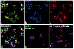 Invitrogen Rabbit anti-Human Ig (Light chain) Recombinant Secondary Antibody