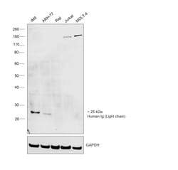 Invitrogen Rabbit anti-Human Ig (Light chain) Recombinant Secondary Antibody