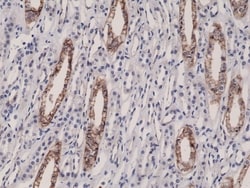 Invitrogen JAM-A (CD321) Recombinant Rabbit Monoclonal Antibody (RM275)