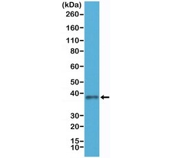 Invitrogen JAM-A (CD321) Recombinant Rabbit Monoclonal Antibody (RM275)