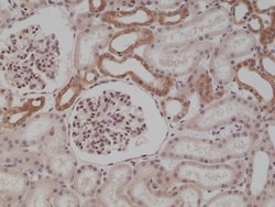 Invitrogen MyD88 Recombinant Rabbit Monoclonal Antibody (RM306) 100 &mu;L;