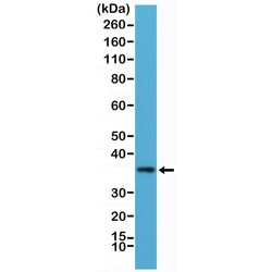 Invitrogen MyD88 Recombinant Rabbit Monoclonal Antibody (RM306) 100 &mu;L;