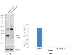 Invitrogen MyD88 Recombinant Rabbit Monoclonal Antibody (RM306) 100 &mu;L;