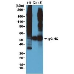 Invitrogen Phosphothreonine Recombinant Rabbit Monoclonal Antibody (RM102)