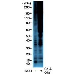 Invitrogen Phosphothreonine Recombinant Rabbit Monoclonal Antibody (RM102)