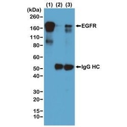 Invitrogen Phosphotyrosine Recombinant Rabbit Monoclonal Antibody (RM111)