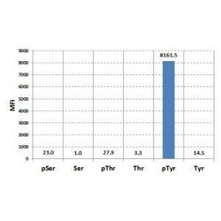 Invitrogen Phosphotyrosine Recombinant Rabbit Monoclonal Antibody (RM111)