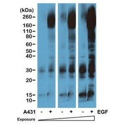 Invitrogen Phosphotyrosine Recombinant Rabbit Monoclonal Antibody (RM111)
