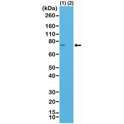 Invitrogen Spastin Recombinant Rabbit Monoclonal Antibody (RM346) 100 &mu;L | Buy Online | Invitrogen&trade; | Fisher Scientific