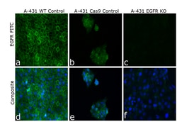 Invitrogen EGFR Monoclonal Antibody (ICR10), FITC 100 &mu;g; FITC:Antibodies,