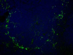 Invitrogen CD169 (Siglec-1) Monoclonal Antibody (MOMA-1), FITC 100 &mu;g;