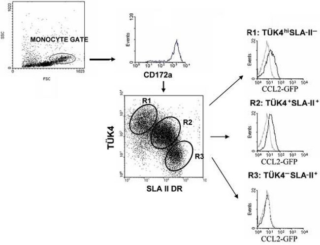 CD172a (SIRP alpha) Monoclonal Antibody (BL1H7), Invitrogen 100 μg ...