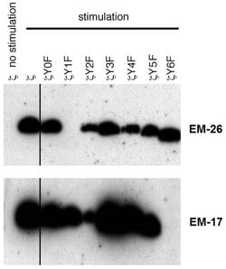 Invitrogen Phospho-CD247 (CD3 zeta) (Tyr153) Monoclonal Antibody (EM-17) 100 &mu;g | Buy Online | Invitrogen&trade; | Fisher Scientific