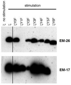 Invitrogen Phospho-CD247 (CD3 zeta) (Tyr72) Monoclonal Antibody (EM-26) 100 &mu;g | Buy Online | Invitrogen&trade; | Fisher Scientific