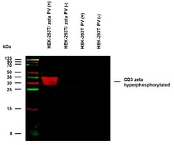Invitrogen Phospho-CD247 (CD3 zeta) (Tyr111, Tyr123) Monoclonal Antibody