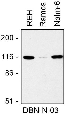 Invitrogen Drebrin Monoclonal Antibody (DBN-N-03) 100 &mu;g | Buy Online | Invitrogen&trade; | Fisher Scientific