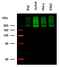 Invitrogen IGF2R Monoclonal Antibody (MEM-238), Biotin 100 &mu;g; Biotin:Antibodies,