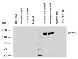 CD206 (MMR) Monoclonal Antibody (15-2):Antibodies, Monoclonal
