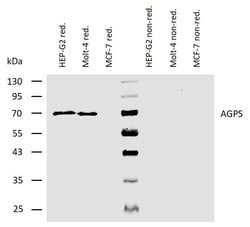 Invitrogen AGPS Monoclonal Antibody (AGPS-03) 100 &mu;g; Unconjugated:Antibodies,