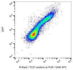 Invitrogen RRAS2 Monoclonal Antibody (EM-50) 100 &mu;g; Unconjugated:Antibodies,