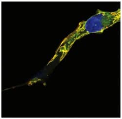 Invitrogen RRAS2 Monoclonal Antibody (EM-50) 100 &mu;g; Unconjugated:Antibodies,