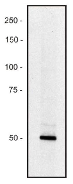 Invitrogen PCLO Monoclonal Antibody (PCLO-01) 100 &mu;g; Unconjugated:Antibodies,