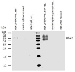 Invitrogen WBP1L Monoclonal Antibody (OPAL1-01) 100 &mu;g; Unconjugated:Antibodies,