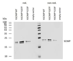 SCIMP Monoclonal Antibody (NVL-07):Antibodies, Monoclonal