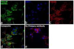 Invitrogen TOLLIP Monoclonal Antibody (SB40a) 200 &mu;L; Unconjugated:Antibodies,