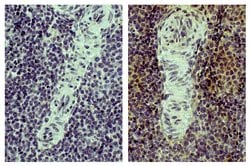 Invitrogen CD4 Monoclonal Antibody (CT-4) 1 mL; Unconjugated:Antibodies,