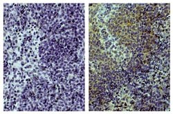 Invitrogen™ CD3 Monoclonal Antibody (CT-3)