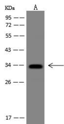 Invitrogen Flagellin Monoclonal Antibody (06) 100 &mu;L; Unconjugated:Antibodies,