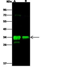 Invitrogen Flagellin Monoclonal Antibody (06) 100 &mu;L; Unconjugated:Antibodies,
