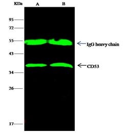 Invitrogen CD53 Recombinant Rabbit Monoclonal Antibody (104) 100 &mu;L;