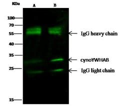 Invitrogen 14-3-3 beta Monoclonal Antibody (05) 100 &mu;L; Unconjugated:Antibodies,