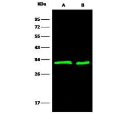 Invitrogen 14-3-3 beta Monoclonal Antibody (05) 100 &mu;L; Unconjugated:Antibodies,