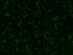 Invitrogen IBA1 Recombinant Rabbit Monoclonal Antibody (031) 100 &mu;L;