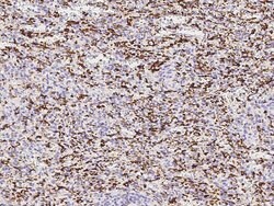 Invitrogen IBA1 Recombinant Rabbit Monoclonal Antibody (031) 100 &mu;L;