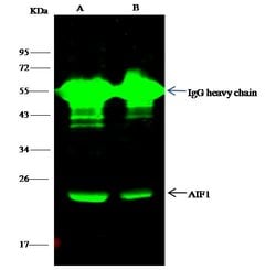 Invitrogen IBA1 Recombinant Rabbit Monoclonal Antibody (145) 100 &mu;L;