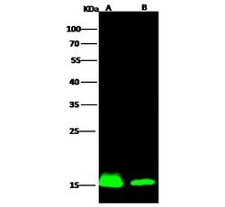 Invitrogen IBA1 Recombinant Rabbit Monoclonal Antibody (145) 100 &mu;L;