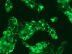 Invitrogen Human Serum Albumin Recombinant Rabbit Monoclonal Antibody (101)