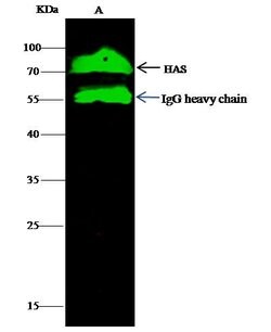 Invitrogen Human Serum Albumin Recombinant Rabbit Monoclonal Antibody (101)