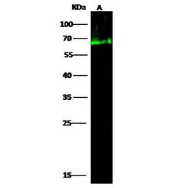 Human Serum Albumin Recombinant Rabbit Monoclonal Antibody (101), Invitrogen™