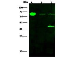 Invitrogen ALDH4A1 Recombinant Rabbit Monoclonal Antibody (001) 100 &mu;L | Buy Online | Invitrogen&trade; | Fisher Scientific