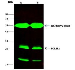 Invitrogen Bcl-xL Recombinant Rabbit Monoclonal Antibody (016) 100 &mu;L;