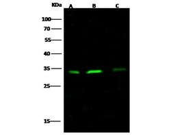 Invitrogen Bcl-xL Recombinant Rabbit Monoclonal Antibody (016) 100 &mu;L;